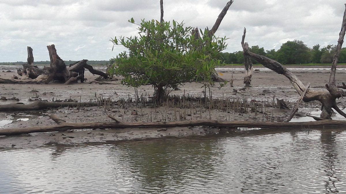 Decades of mangrove dieback in rural Gambia had resulted to lost of women rice farms due high salt intrusions, lack of fish that had resulted to migration and lost of trade for employment opportunities.
#ClimateCrisis #climatechange #womenempowerment.