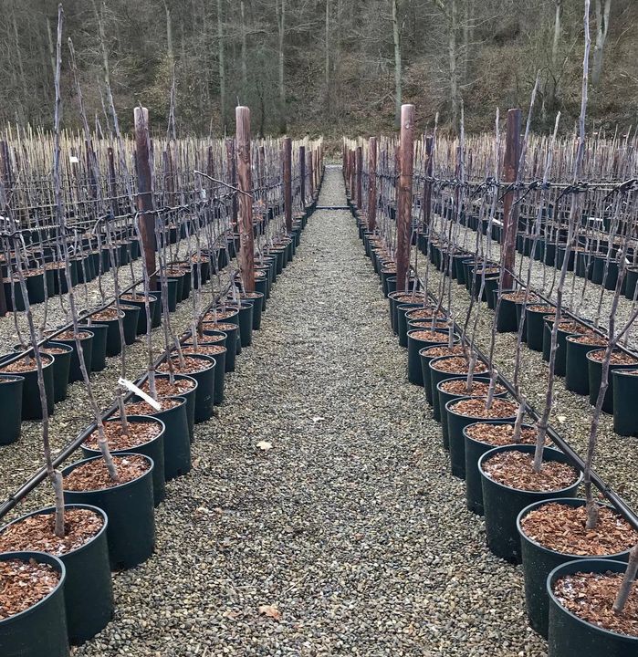 JFHSandbach's tweet image. These freshly potted trees look fantastic in our Heavy Duty Containers 🌲🌳

Visit ow.ly/aPjL50DxH4h for more information or call our team on 01270 212726

#pottingtrees #heavydutycontainers
