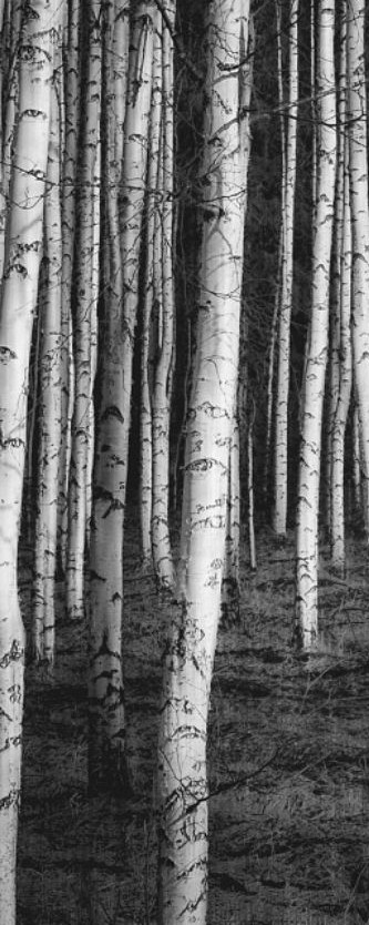 In the Czech Republic and Ukraine March is called 'brezen/berezen' – the month of birches, and in Belarus; 'sakavik' – the month of sap. In some Native American groups, this period of spring is referred to as 'sugar month'. Read more about birch sap here: worldwild.org.uk/blog/Birch-Sea…