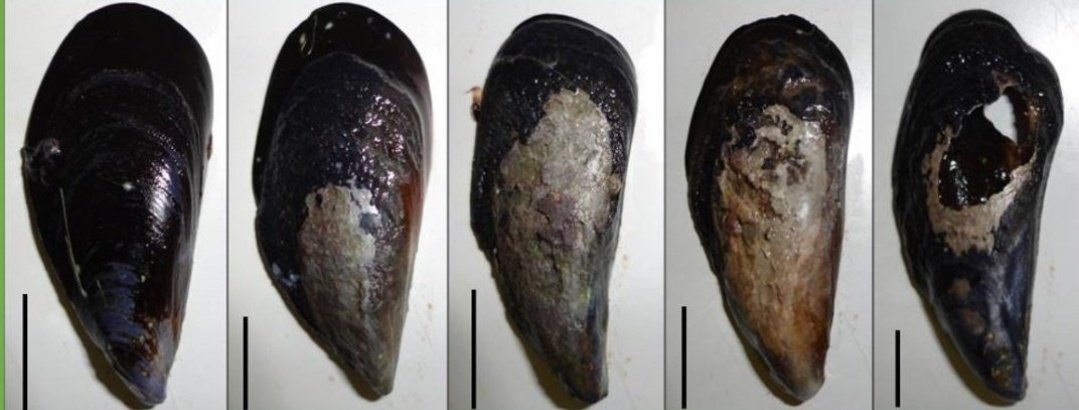 📢 New paper out!
Parasitism by endolithic cyanobacteria reduces reproductive output and attachment strength of intertidal ecosystem engineers ⤵️

link.springer.com/article/10.100…

<a href="/LOG_labo/">Laboratoire d’Océanologie et de Géosciences</a> <a href="/CienciasDoMar/">CCMAR - Centro de Ciências do Mar</a> <a href="/Rhodes_Uni/">Rhodes University</a> #biodiversity #intertidal #mussels #parasitism #symbiosis
