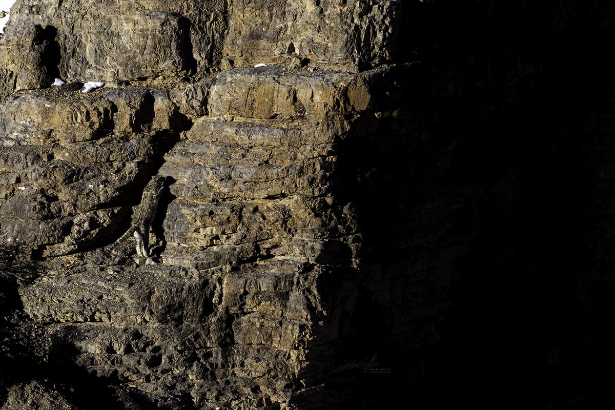 Female Snow Leopard climbing up on to the gorge to call out for a mate. What was really interesting to me was the play of light giving the stark distinctions and contrast to the frame.#snowleopard #shann #irbis #capturedoncanon #manfrotto #snowleopardman #snowleopardexpedition