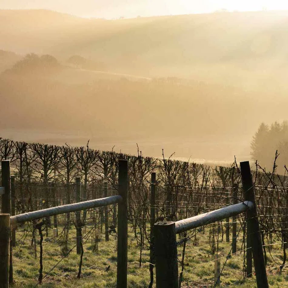 🍇 The vineyard is full of activity as our family gets ready for the 2022 growing season to kickstart. Tom our head wine wizard has put together a good old round-up of what's happening, what’s new and what's coming up in 2022. 

Read his full article below
bit.ly/34YaKKi