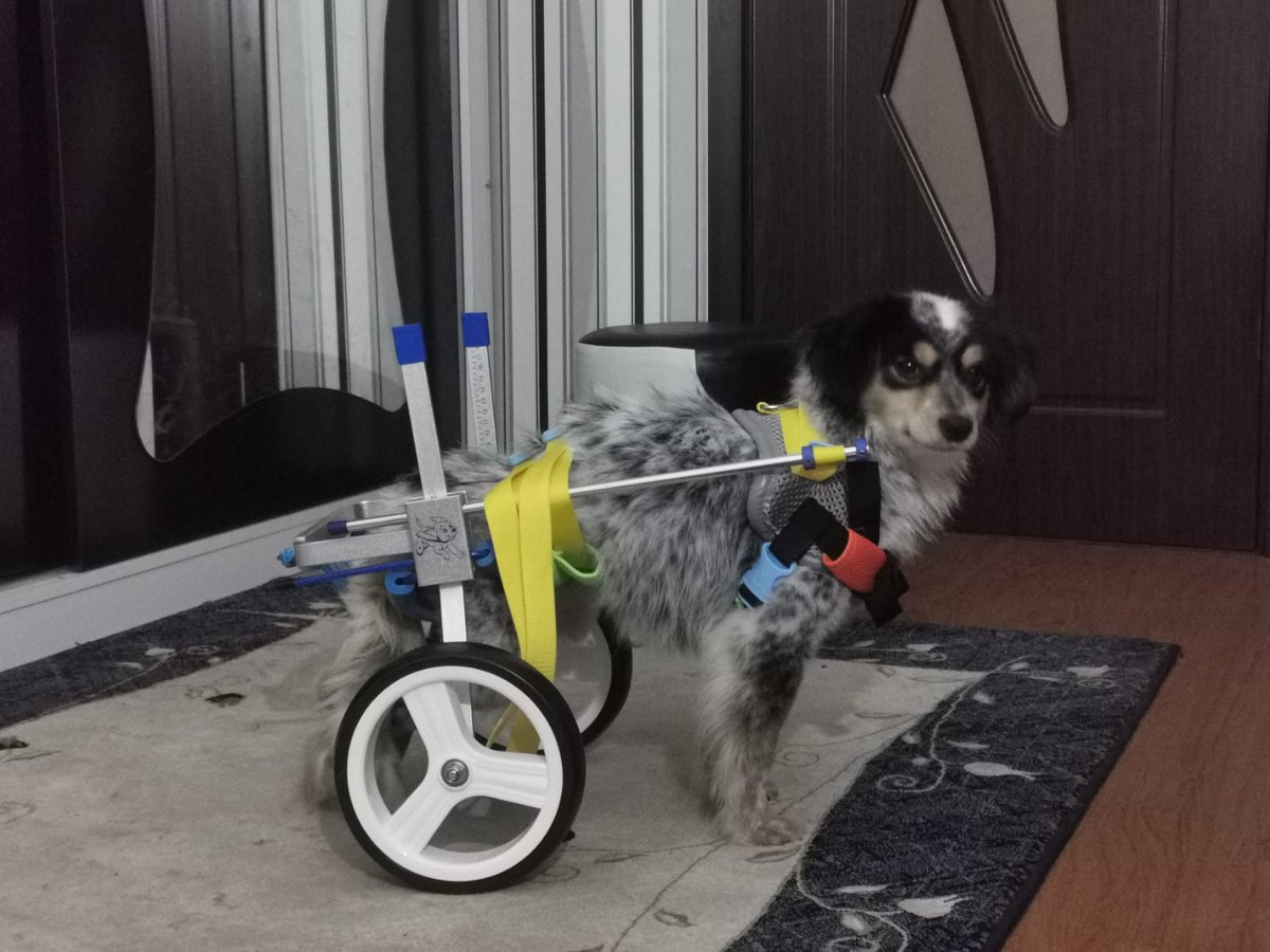 #goodmorning from former #straydog Wheeley! 2nd day with her wheelchair & finally able to move better. Plague virus & hit by a car caused a lot of damage to this little lady. But she is strong! #AdoptDontShop #rescuedog #Zugdidi 🇬🇪 #happilyrehomed