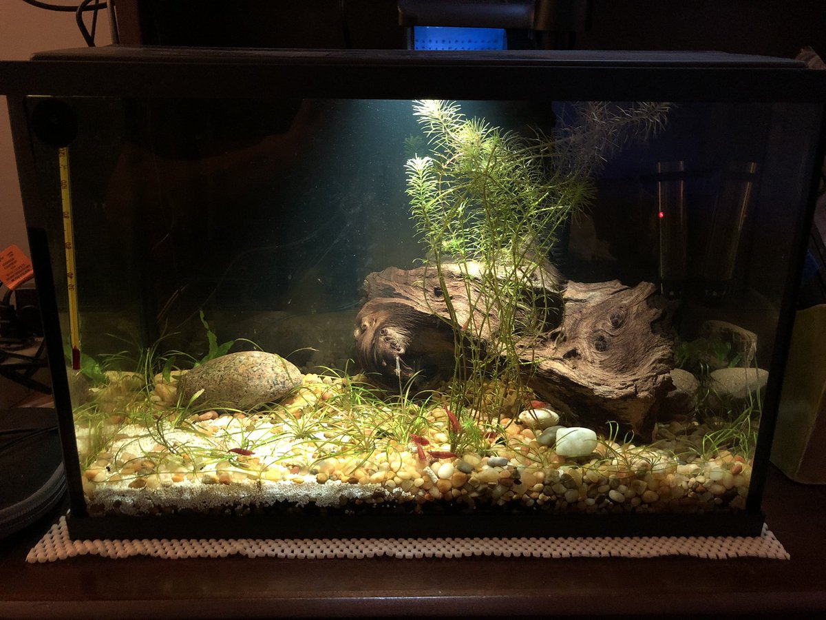 gametimejones's tweet photo. All my tanks 
🐟🐠🌱🪴🌱 https://t.co/JTyzTww3Sz