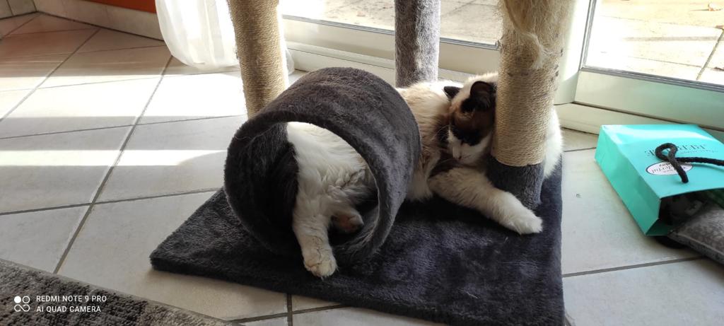 The supurrrrior way to sleep
#ragdollcat #Caturday