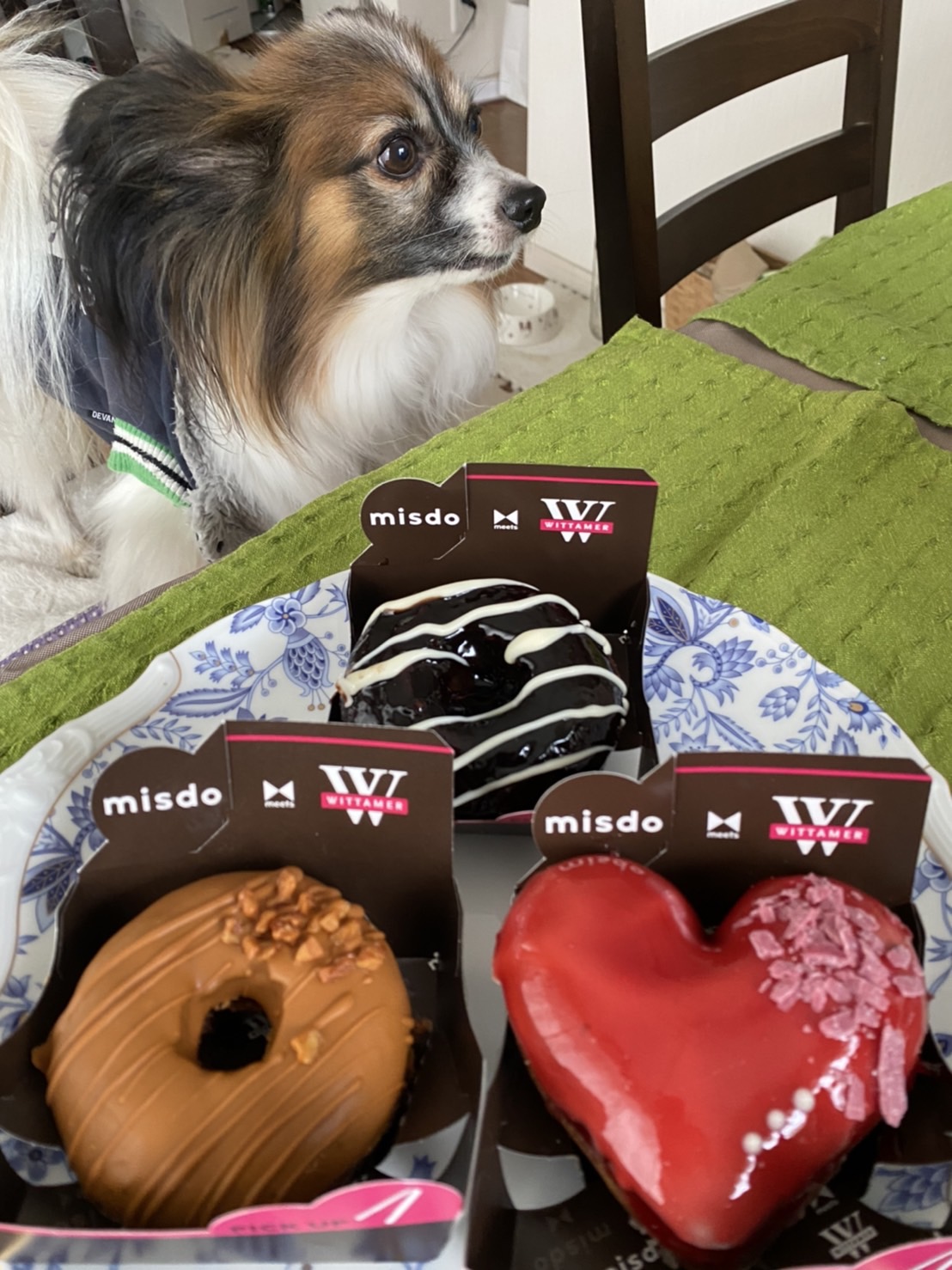 トロント バレンタインデー記念 ワンちゃんは食べちゃダメよ 犬 パピヨン 犬好きさんと繋がりたい 犬のいる暮らし チョコ ドーナツ T Co 9smzw6w5bf Twitter