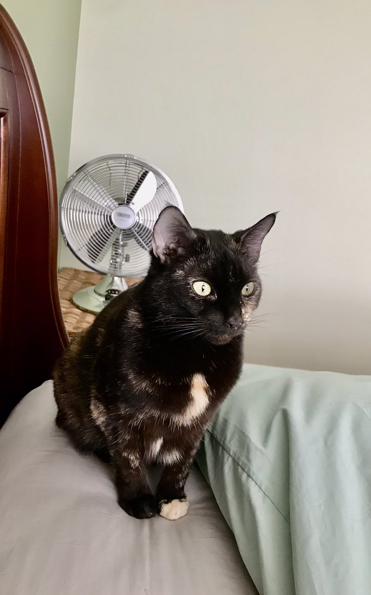 Things looking a bit brighter now it’s #Caturday contemplating an afternoon perambulation 😽