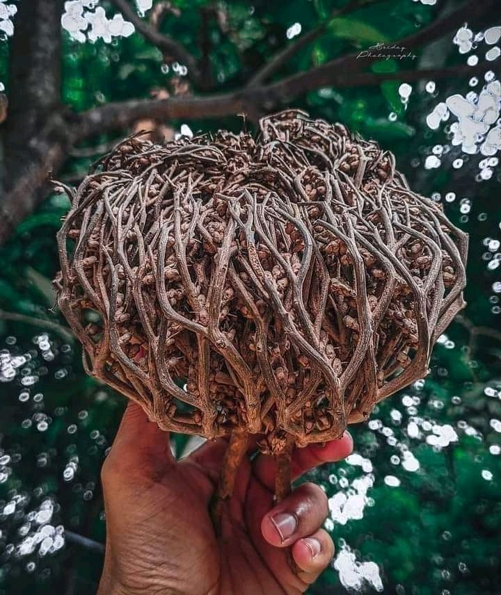 ইসলামিক কুইজ 
এইটা কি ফুল, লিজেন্ড এরা,
 উত্তর দিয়ে দাও