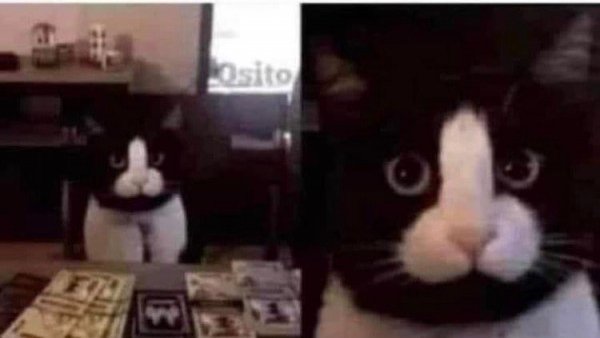 vsiobudethoroso's tweet photo. ¿Qué nombre le pongo a mi gatito?
Sean serios, por favor. https://t.co/cSPP4uOuNJ