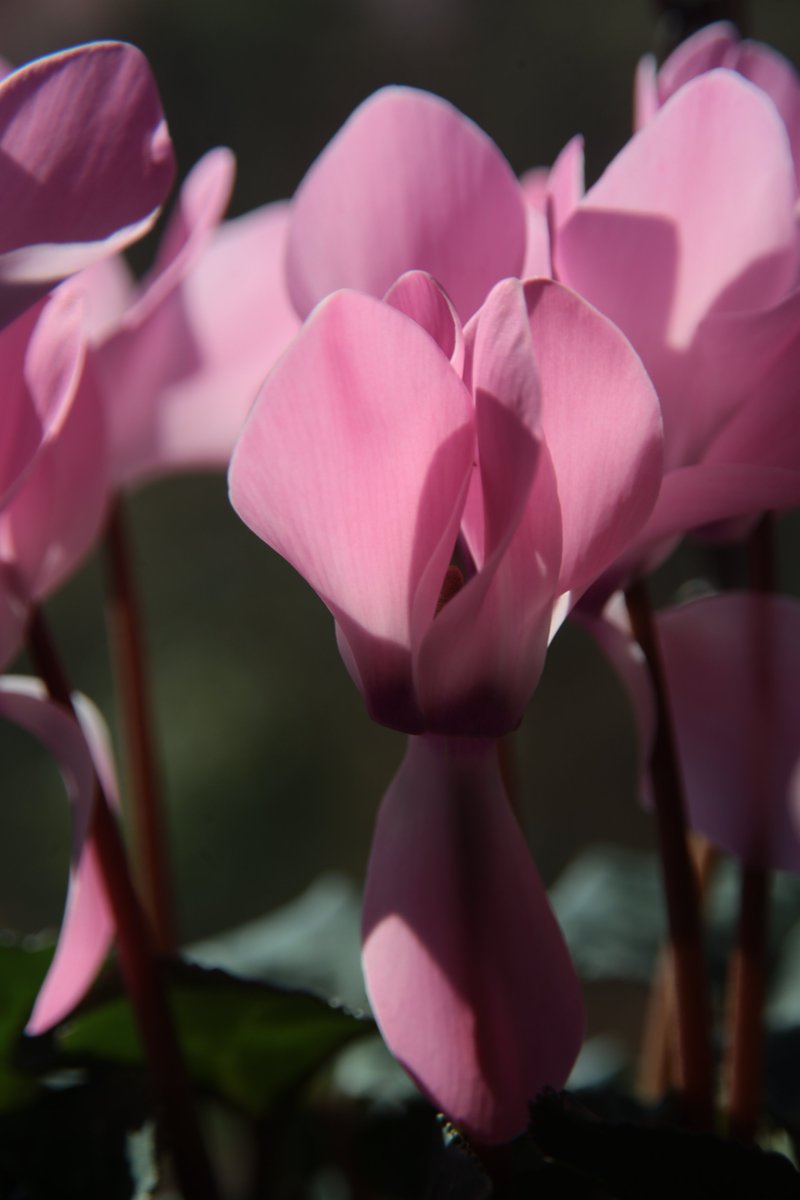 gontanokoneroku's tweet photo. Cyclamen 😁 https://t.co/qZFB6d1vvD