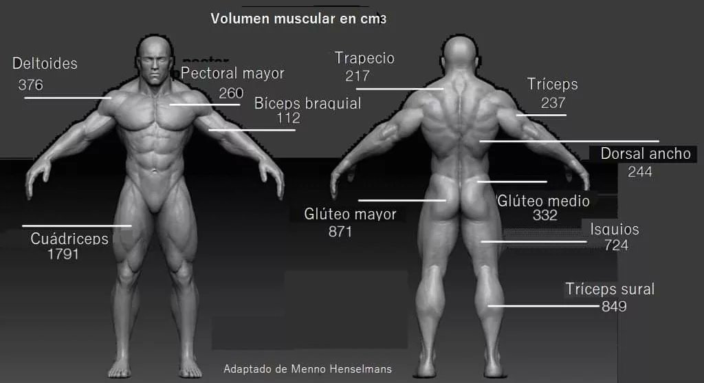 Hipertrofia+Intermedia?rio +fevereiro+