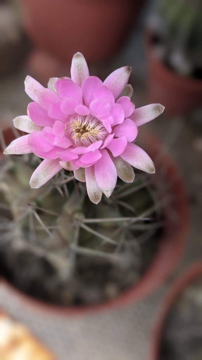 salinaarifin's tweet image. People who like pink color are loving and kind.They are generous and happy to help others when they need a should to cry on, very sensitive to other people's needs and feelings.With your caring nature, you go above and beyond for others. #colorpersonality #thegreenfingersproject