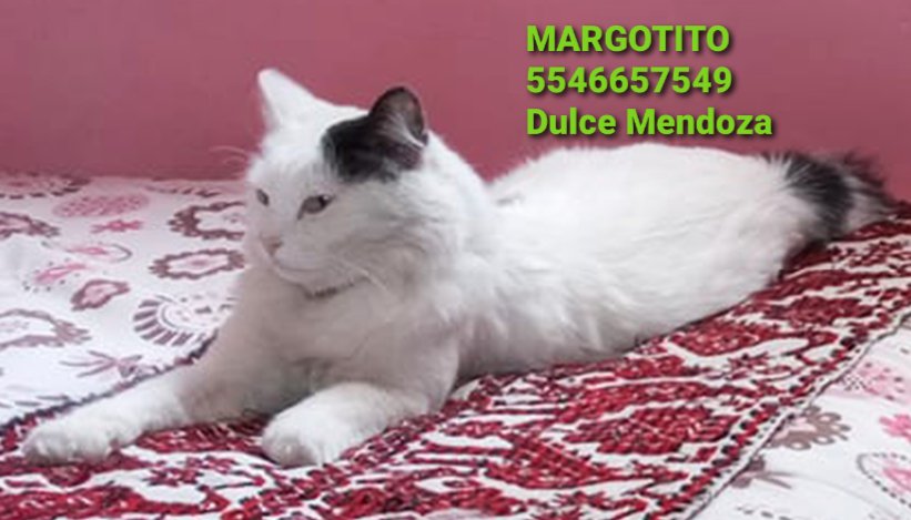 LPots2020's tweet photo. BUSCAMOS A  MARGOTITO
Si alguien la ha visto en cualquier sitio o sepa de alguien que la tiene en resguardo por favor comuníquense conmigo. 
Es una gatita hogareña y debe tener miedo no sabe estar en la calle.
Compartan.
CDMX. IZTACALCO Agricola Oriental https://t.co/jYtBs7O7i4