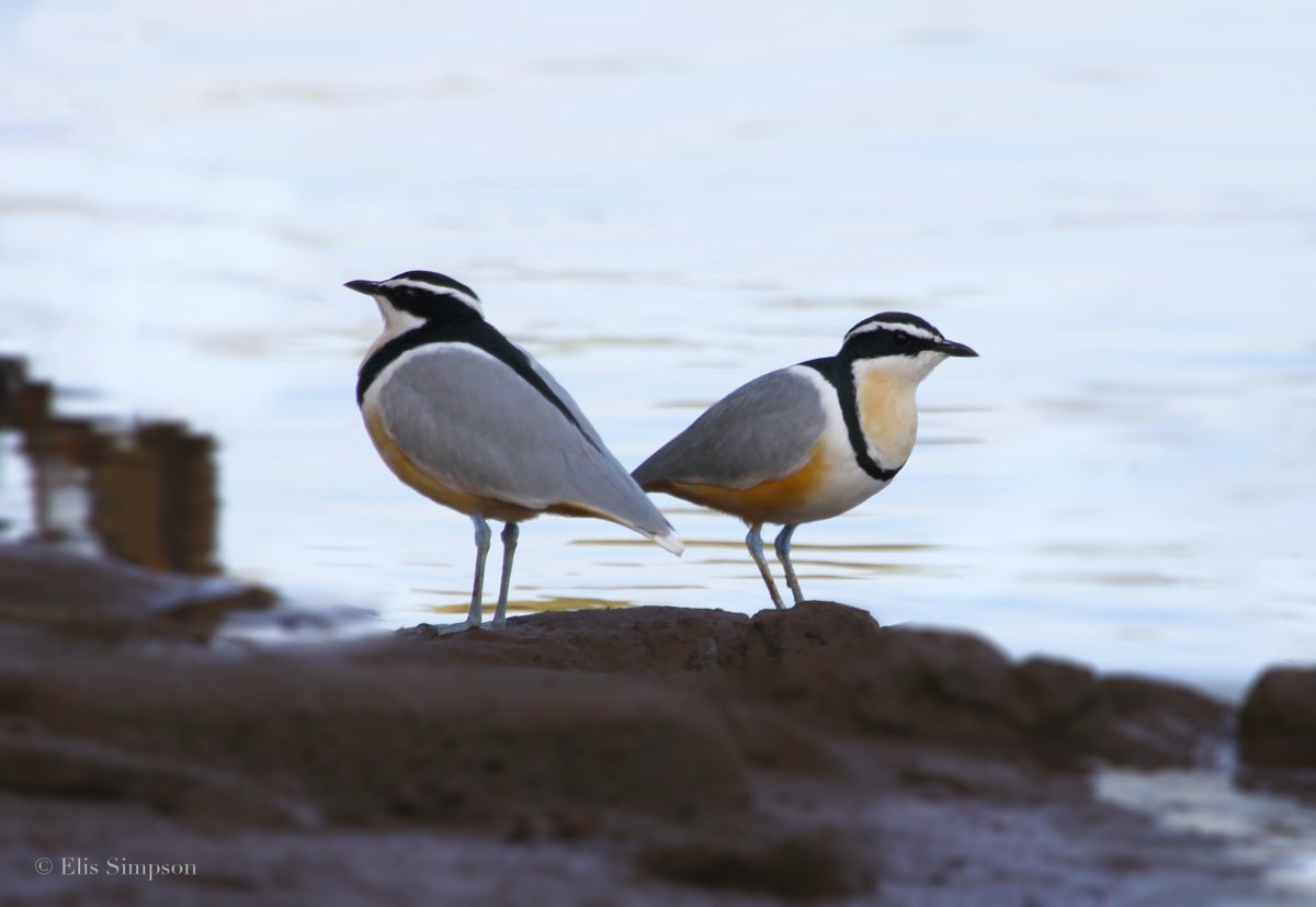 waderquest's tweet photo. Egyptian plover  also known as the crocodile bird.
Formerly placed in the pratincole and courser family, Glareolidae, it is now regarded as the sole member of its own monotypic family Pluvianidae.
Egyptian Plover Pin Badge
https://t.co/M7lmzrebHO
#waders #shorebirds https://t.co/y1sTkM9nQU