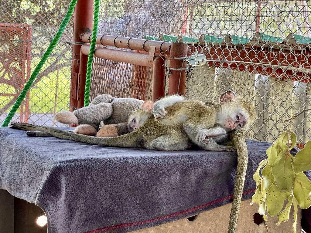 Orphans Moyo and George II, safe, under de loving and watchful eye of the ZPP Care Team, wishing you all a beautiful weekend 💚
Remember, monkeys are wild animals and it is illegal to keep, trade or kill them. Moyo and George II were victims of bushmeat in Zambia #wildlife