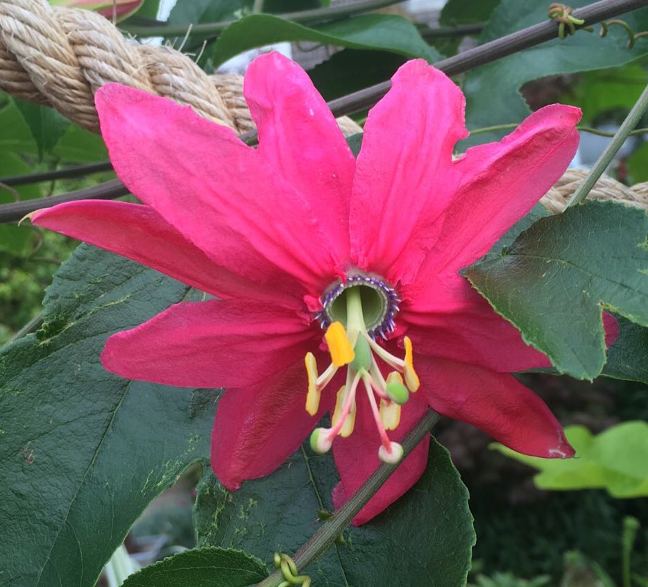Devsubtropgdn's tweet photo. Good news for any garden visitors who have asked if we sell #passiflora ‘Coral Seas’ (our most requested plant) only to be disappointed to hear it’s too hard to propagate. Thanks to a bit of #hydropod magic &amp; advice from @PetesPassis we should have plenty this year! https://t.co/SrtmWpD9es