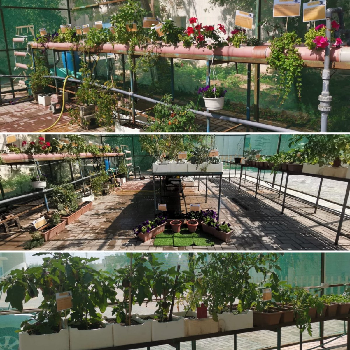 alm_greenhouse2's tweet photo. https://t.co/Mlk7HDzenc