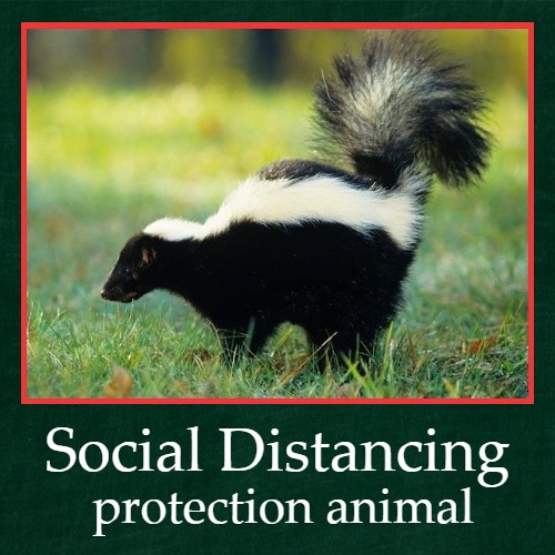 BugzillaPest's tweet image. What's that smell? Skunk mating season is Feb - March. That distinct odor also reminds us that spring is coming! Call us for all your pest control needs:
(989) 307-4528