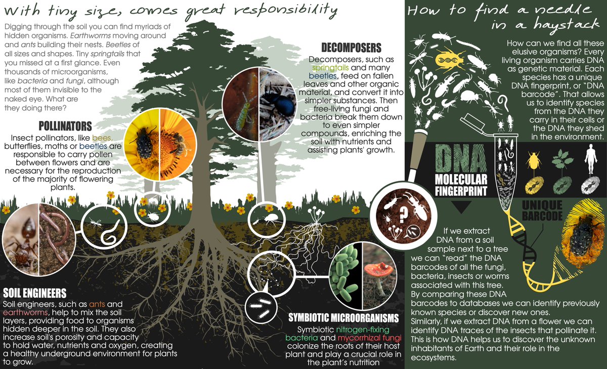 Explaining the importance of hidden #biodiversity 🪲🪱🐛🐝and the utility of #DNAbarcoding 🧬and #DNAmetabarcoding 🧬🧬 to younger generations! 
Funded by #H2020 grant agreement No 810729🇪🇺