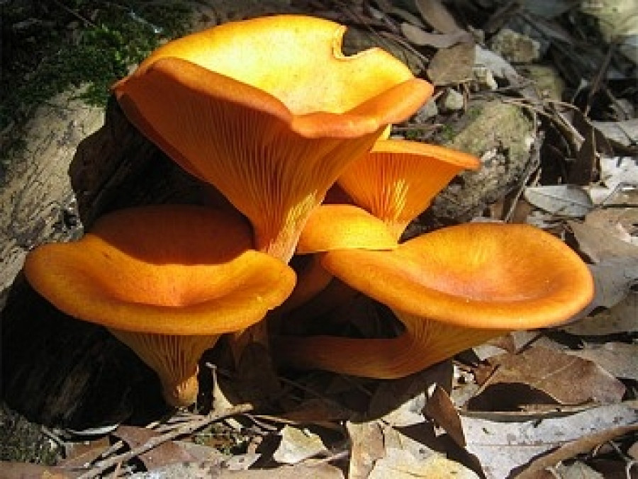 лисички жесткие. настойка «грибов лисичек». белый гриб похожий на лисичку. лисички жесткие. мороженая лисички.