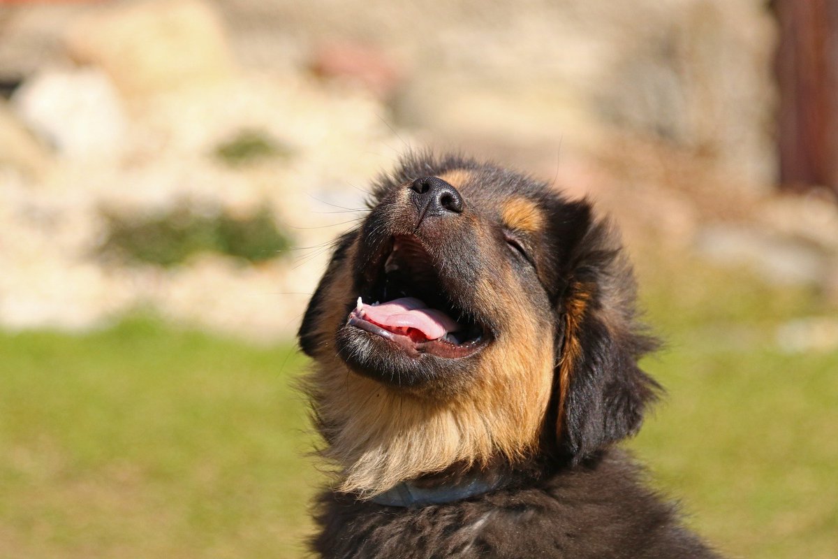 pixabay's tweet photo. Happy Puppy Dog In The Sun
by katerinavulcova  https://t.co/nUkNDZ6CfV https://t.co/aK3UomPXkz