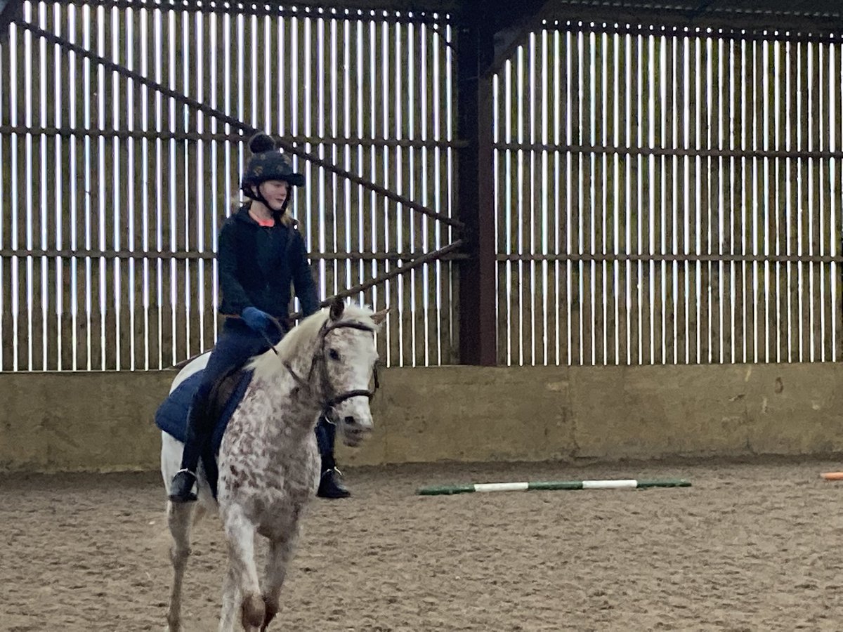 It’s the holidays &amp; I have officially stolen our young horse from my mum who trains her whilst I’m at school. This is Saltcreek SunDancer, she is our Apaloosa &amp; is much loved. She can be ridden Western &amp; English #youngequestrian #younghorsetraining School hols!