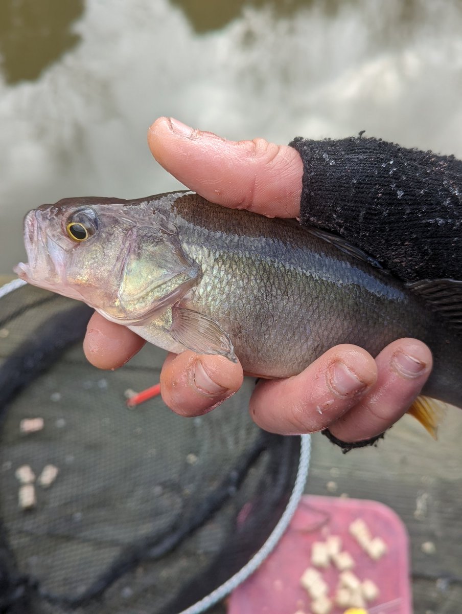 Titch_World's tweet photo. Some of the nicer perch from yesterdays session 🎣 #HereFishFishFishy https://t.co/qOqNr4dbWH