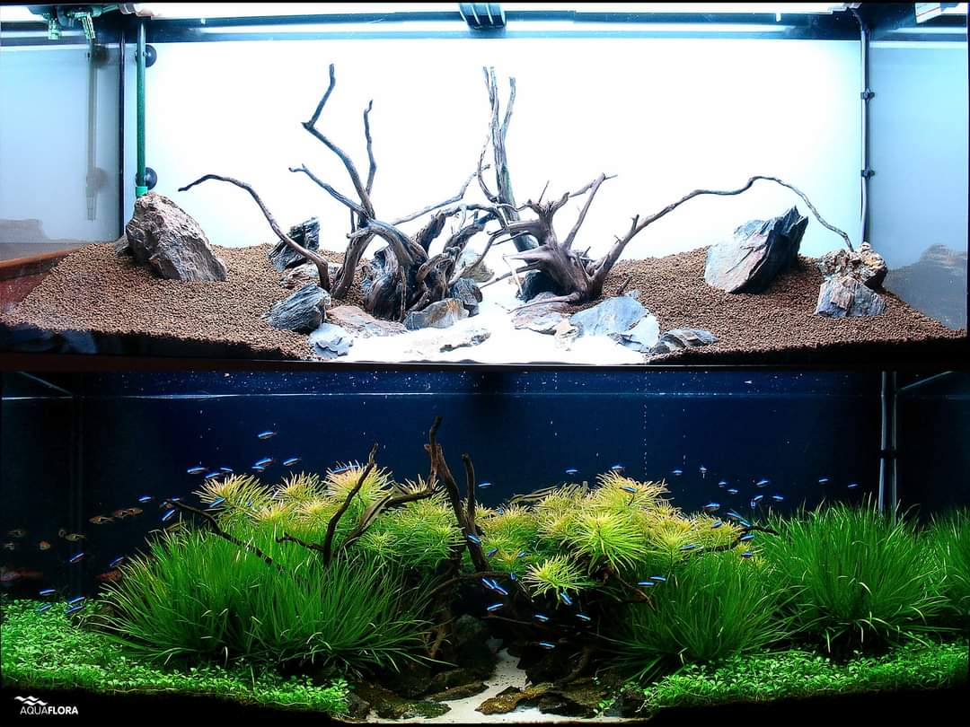 Aquaflora Aquarium tweet media