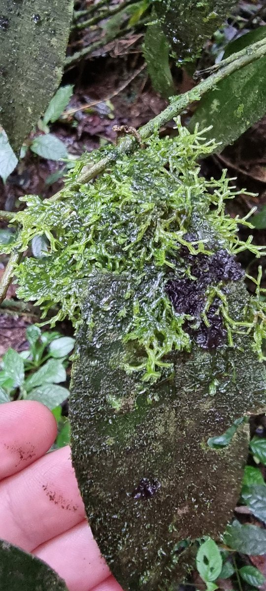 The Atlantic forest of Brazil is soaking wet and bursting with life, there are even plants that grow on other plants leaves!!!