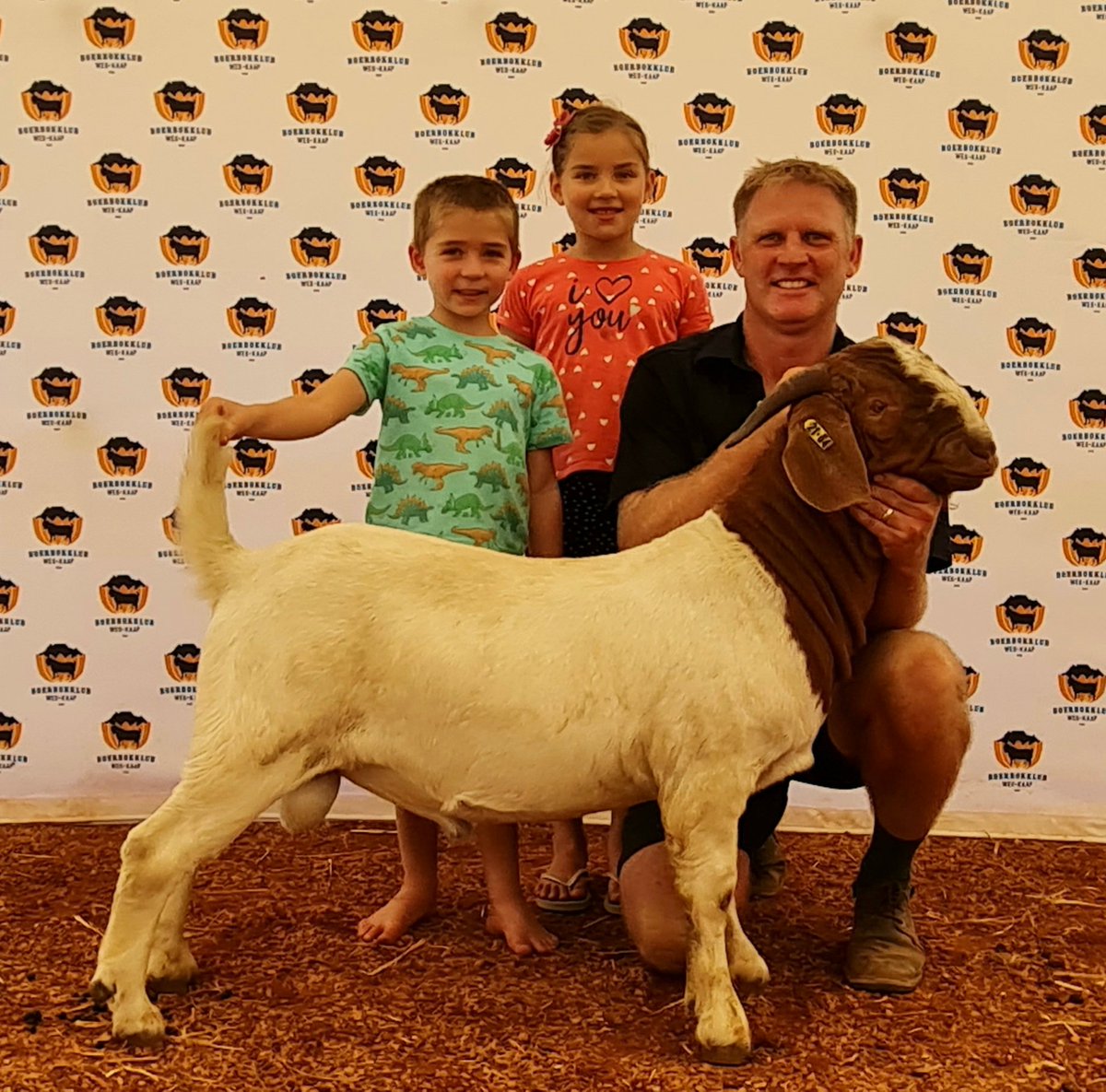 Veeplaas1's tweet photo. #Riversdal-skou: Wes-Kaap Boerbok-klubkampioenskap: Die junior kampioen-ram behoort aan Andries Vollgraaff, Tekoa Boerbokstoetery, Ceres.#boerbok @AgriOrbit #skou  #kampioene https://t.co/KujveVnX5Y