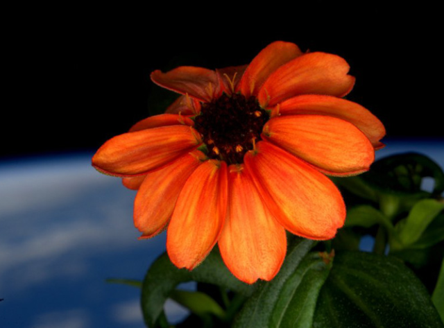 The first flower grown in space. (📷 ISS)