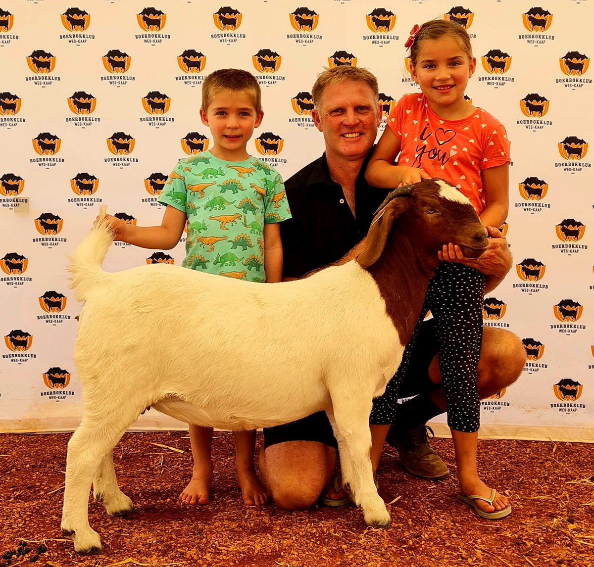Veeplaas1's tweet photo. #Riversdal-skou: Wes-Kaap Boerbok-klubkampioenskap: Die junior kampioen-ooi behoort aan Andries Vollgraaff, Tekoa Boerbokstoetery, Ceres. #boerbok @AgriOrbit #skou #kampioene https://t.co/lNSVc48GTQ