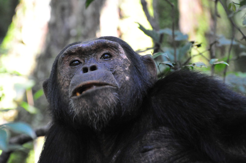 Planning for a combined gorilla trekking tour & Rwenzori Mountains Hiking tour 
For any Enquiry
Email us: africanaturaltours2008@gmail.com 
phone no: +255764415889
Website: ugandanaturaltours.com
#traveluganda#travel#ugandasafari#safariinuganda#gorillatreking#rwenzorimountain