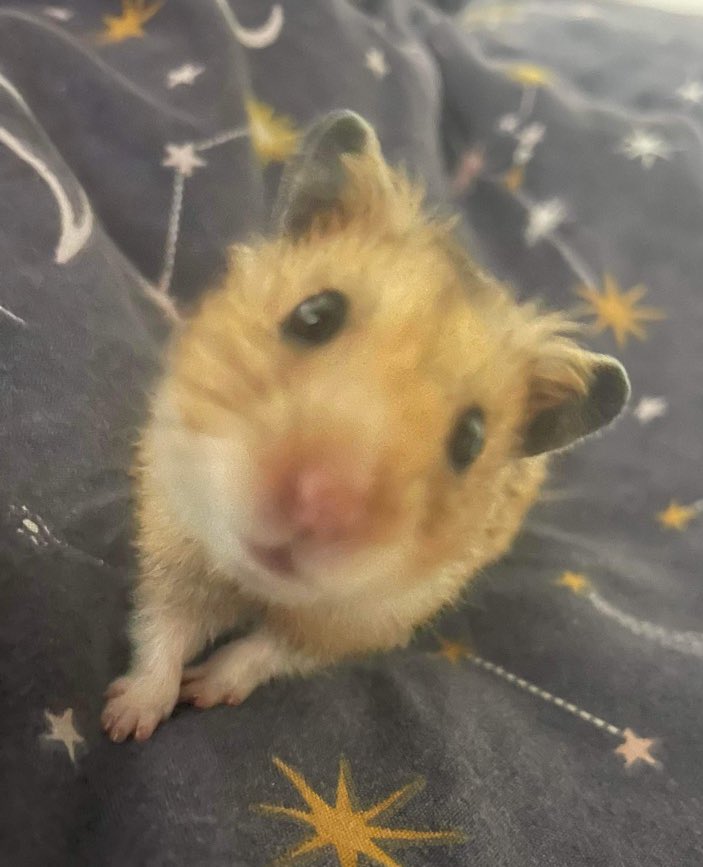 sugarplumbeth's tweet photo. @BaileySarian It gets better I promise. Here’s a pic of my hamster Meatball Billy, he loves you https://t.co/wUNkCyO14W