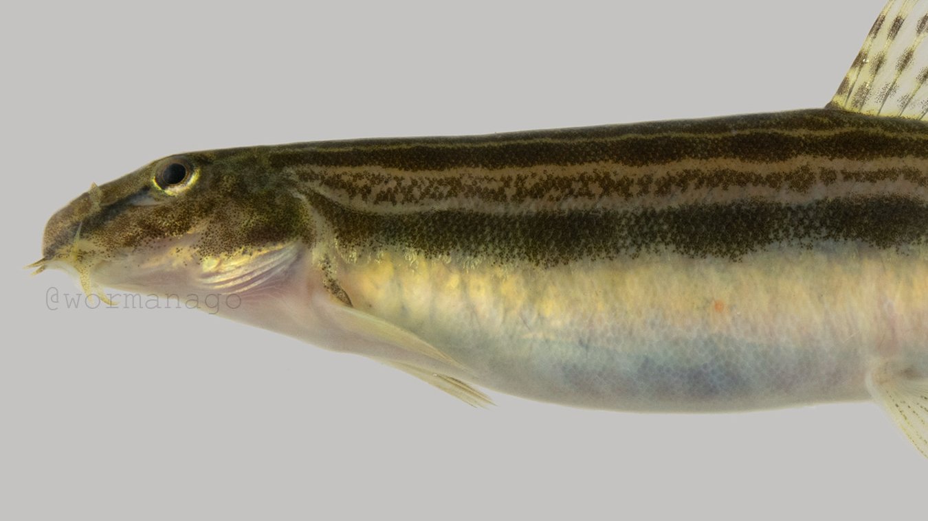 フナと納豆のひと 元マンボウ拾ったひと 九州の川魚 今回はドジョウです 今のところ九州でいちばん捕りやすいスジシマドジョウ 縦帯っぽくなった雌の写真はあまりないと思う 記事には最高潮の雄も入れてます T Co Yr7pisrpse T Co