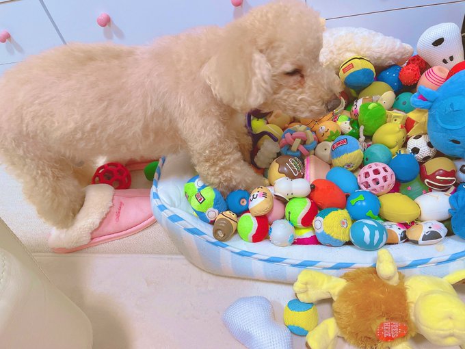 スリッパ履いてる🤣 https://t.co/da5QLnFgwg