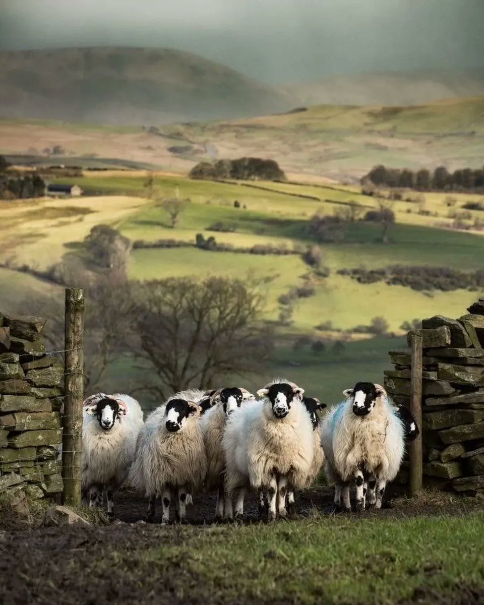 The beautiful hills of the Lake District picturesque with the hardy upland sheep embracing all weather conditions 💚🐑 

📸 IG lost_isle_project