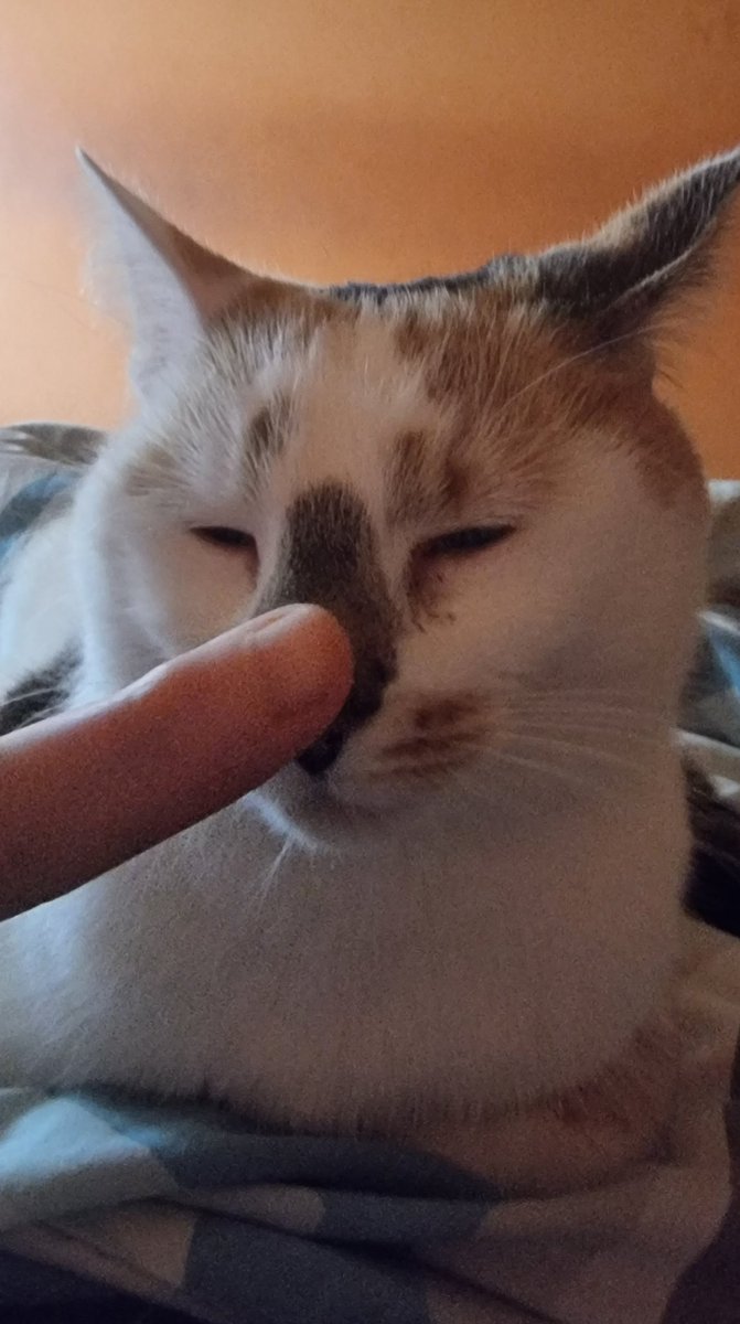 Rosie #IzzyandTrixies mum 🐱 tweet media