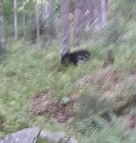 seanmorl's tweet photo. omg this bear😭 https://t.co/lbOSVdiFS0