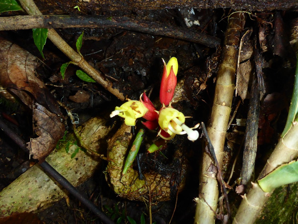 Tiberius Jimbo tweet media