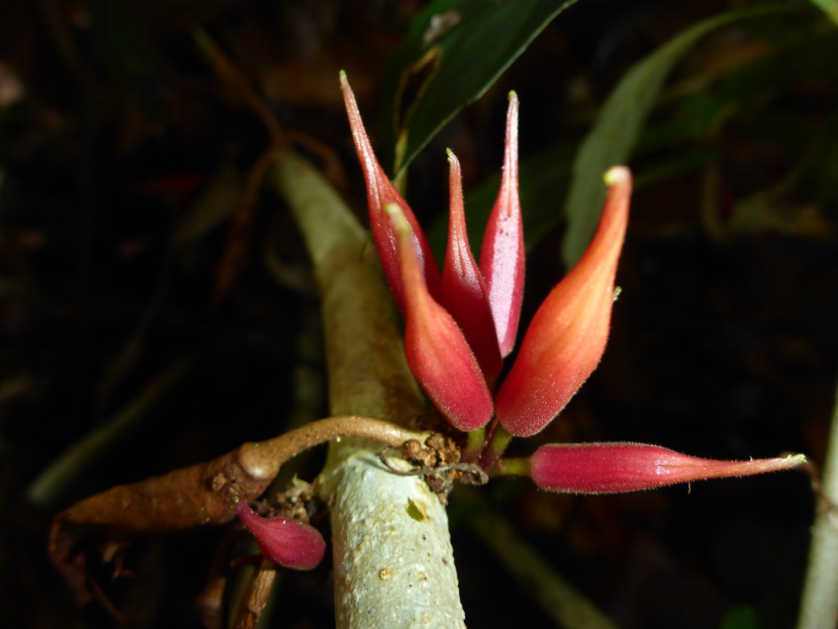 Tiberius Jimbo tweet media