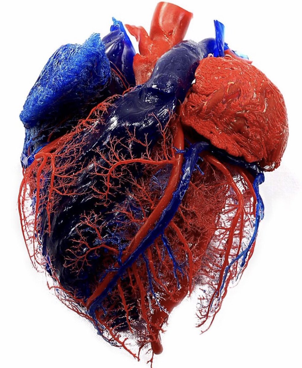 dr_cholera's tweet photo. Heart. Blue indicating that the blood does not have oxygen (pulmonary circulation). Red showing where oxygenated blood returns and then sent back out to the rest of the body through arteries.

#heart https://t.co/1B9RzzhRFf