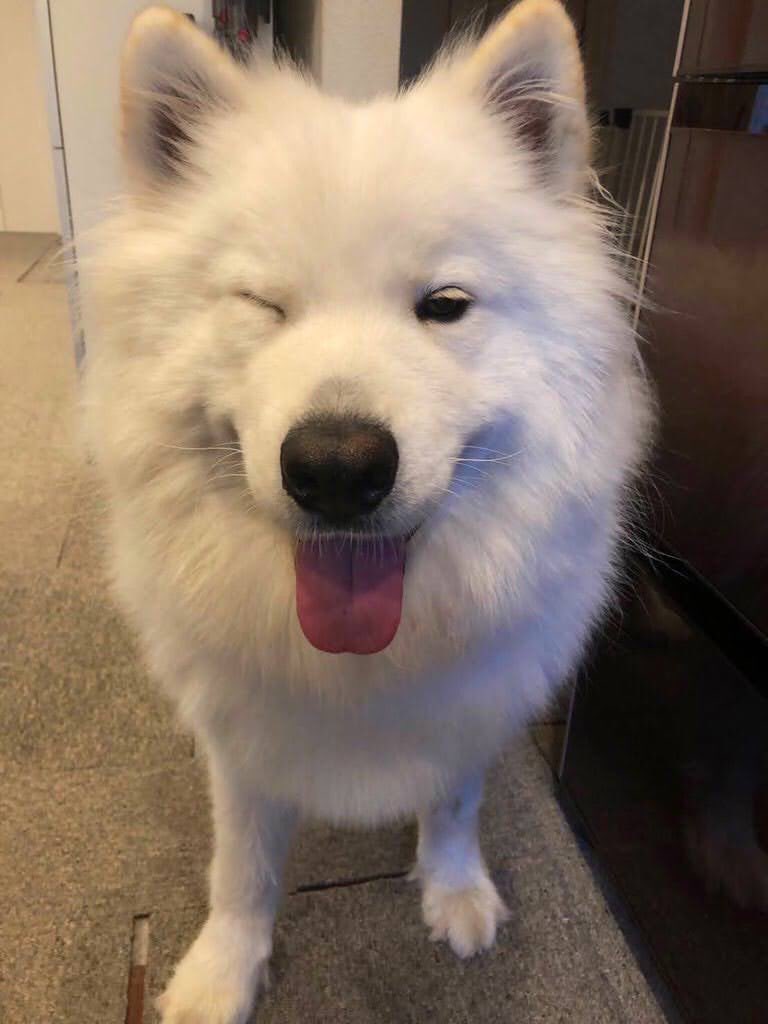 モフモフ重なり合うサモエドさんのすがた トーテムポール ケルベロス Togetter