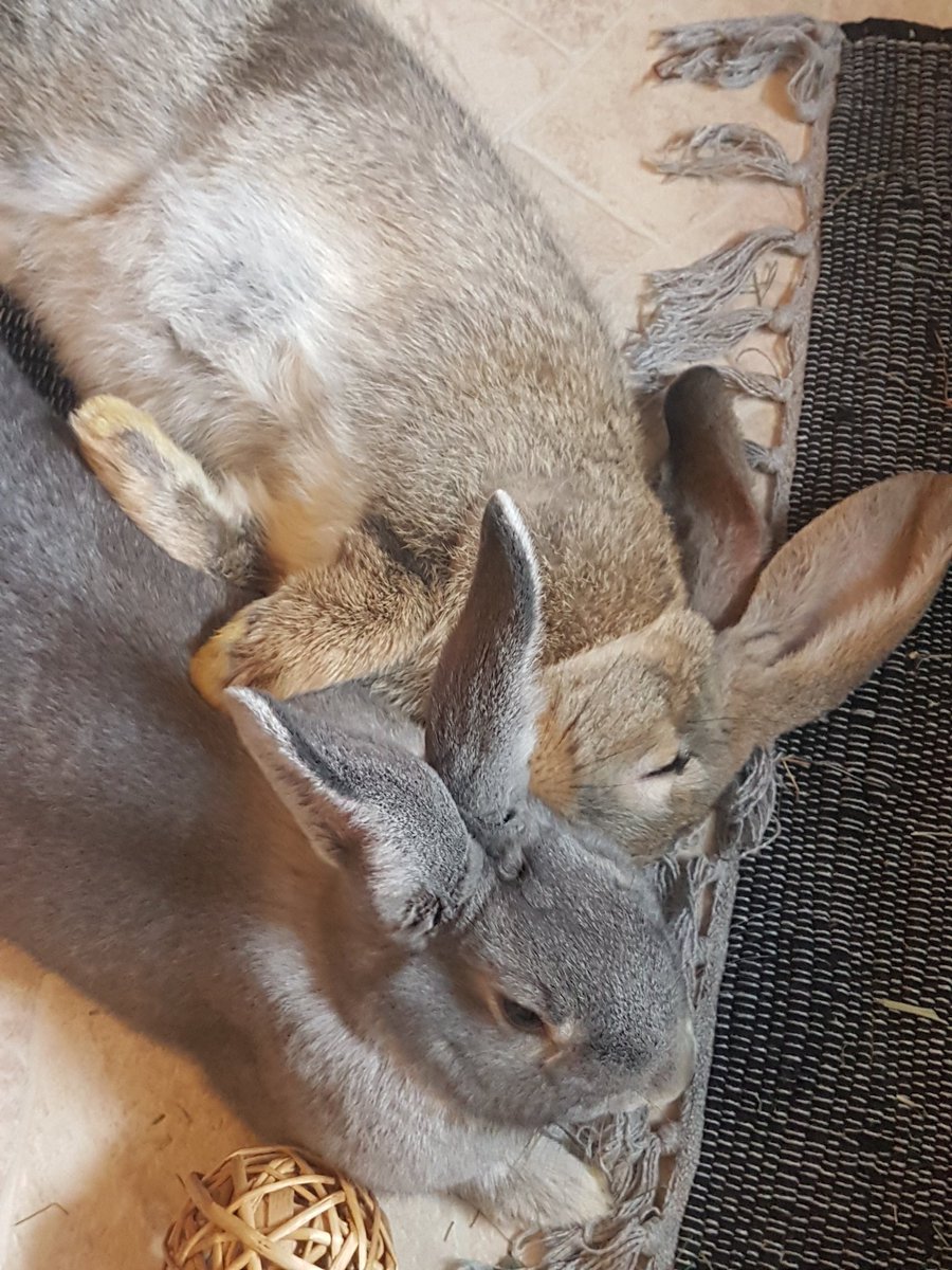 EngelshexXe's tweet photo. Gestern sind diese zwei Süßlinge bei uns eingezogen. 🐇💜 Tag 2 der Vergesellschaftung und ich glaube es läuft ganz gut 😍 https://t.co/D6DV3K0K1o