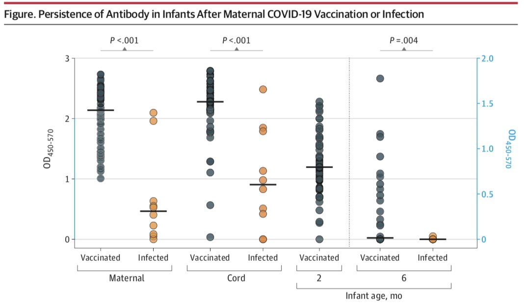 contender403's tweet photo. Wie lange hält der Schutz des Neugeborenen vor COVID19 durch mütterliche Ak ("Nestschutz")? Vgl. Impfung vs. Infektion der Schwangeren:
Interessanter research letter in JAMA. https://t.co/z0DPKDyhFh
Ergebnis: Schutz nach Impfung signifikant länger anhaltend. Gut für das Baby! https://t.co/blD09x4WaZ