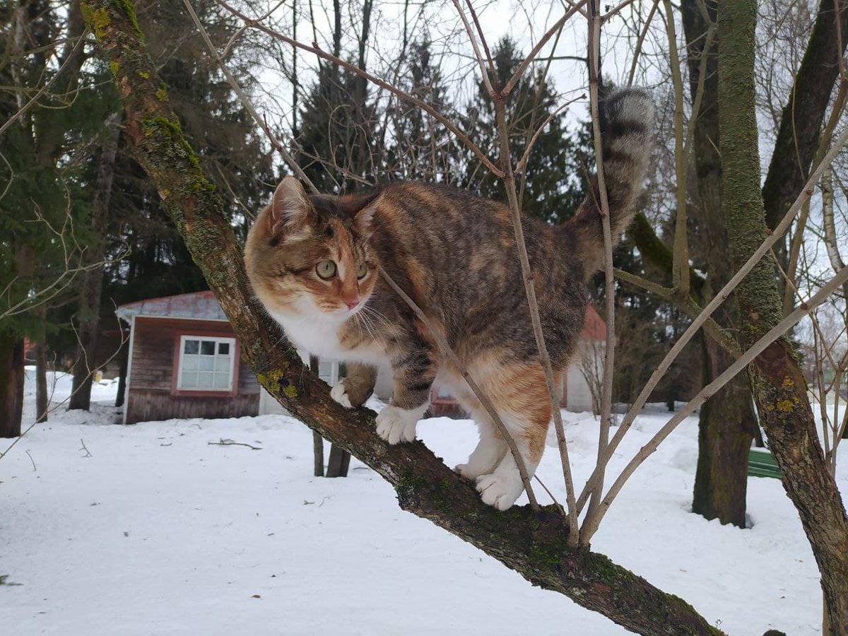 Высоко сижу, далеко гляжу 👀
#Мелихово #Чехов #городскойокругчехов #музеиподмосковья #культураподмосковья #культмо #нашеподмосковье #ПушкинскаяКарта #пушкинскаякартаМО #ведисебякультурно