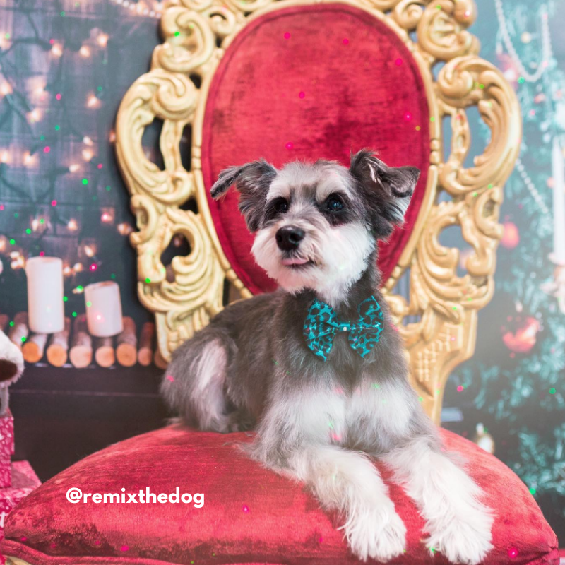 The Pet Buzz tweet media