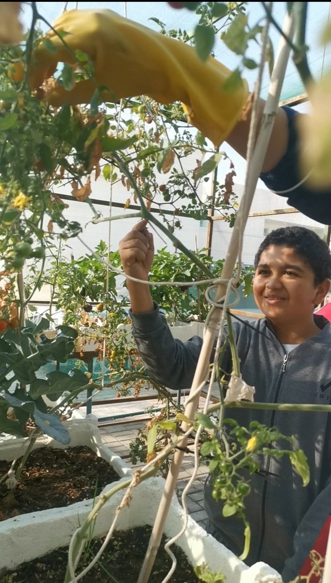 alm_greenhouse2's tweet photo. قطاف طلاب عبد الله بن علي المسند الاعدادية للبنين لجهد مشروع الز اعة هذا العام بالرغم من التحديات وكلنا أمل
@QuranicGarden https://t.co/5V7vW7G5Jl