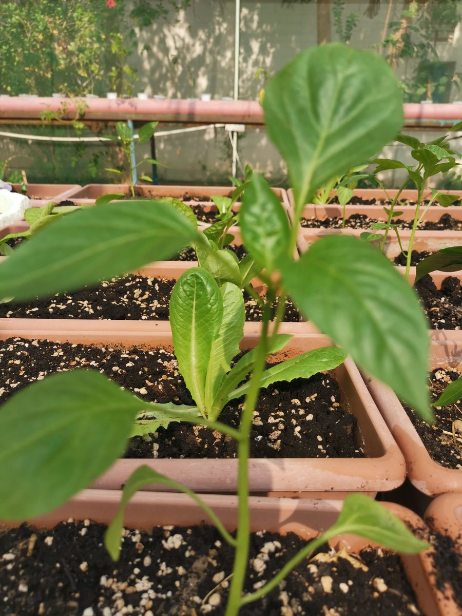 alm_greenhouse2's tweet photo. هكذا بدأ مشروعنا هذا العام... في سبتمبر ٢٠٢١م في برنامج الأمن الغذائي التعليمي 2022م.. فالجهاد وعدم اليأس ومواجهة التحديات.. نجاح في حد ذ��ته
@QuranicGarden https://t.co/Gdw3ETyhJg