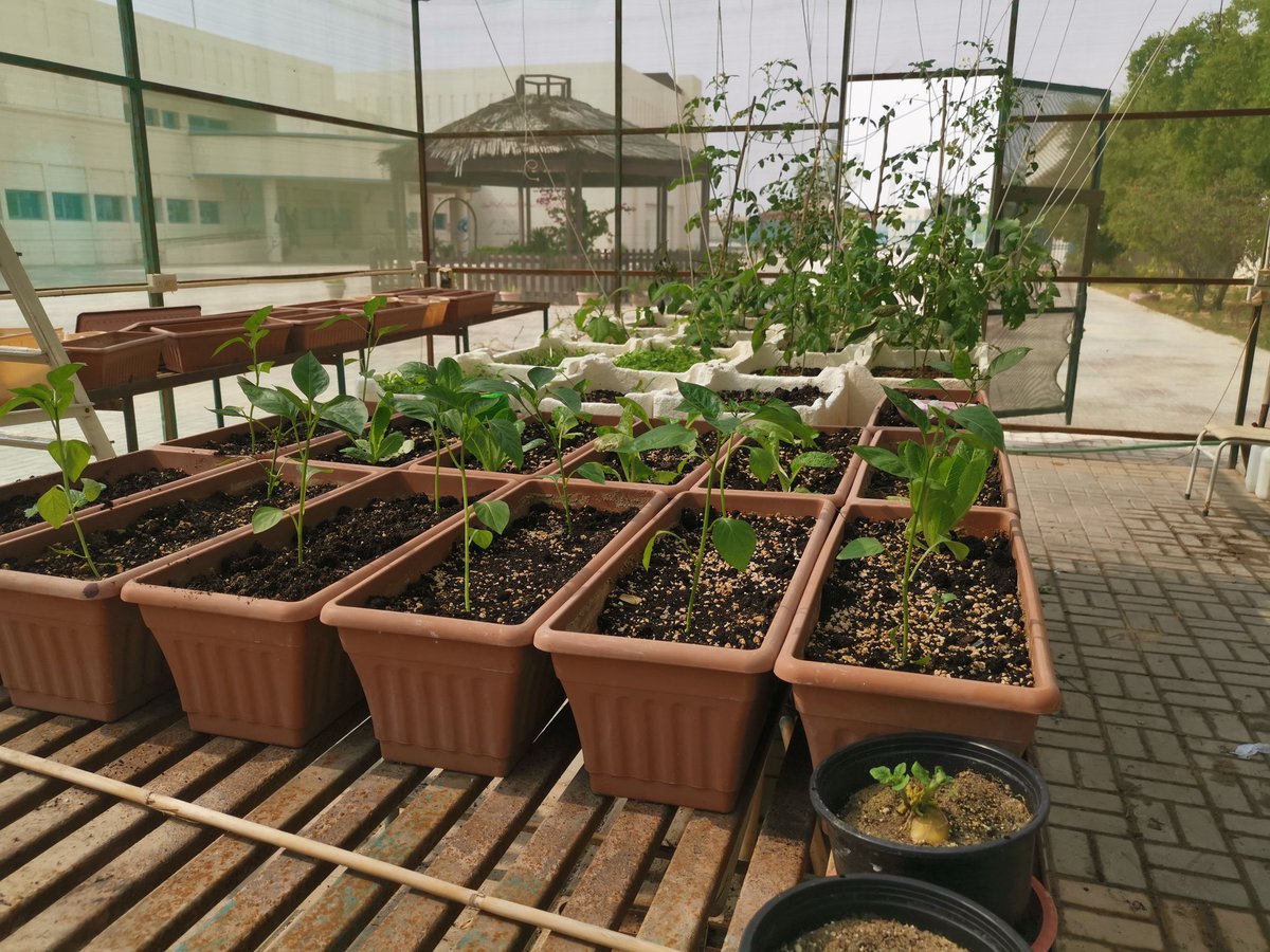 alm_greenhouse2's tweet photo. هكذا بدأ مشروعنا هذا العام... في سبتمبر ٢٠٢١م في برنامج الأمن الغذائي التعليمي 2022م.. فالجهاد وعدم اليأس ومواجهة التحديات.. نجاح في حد ذ��ته
@QuranicGarden https://t.co/Gdw3ETyhJg